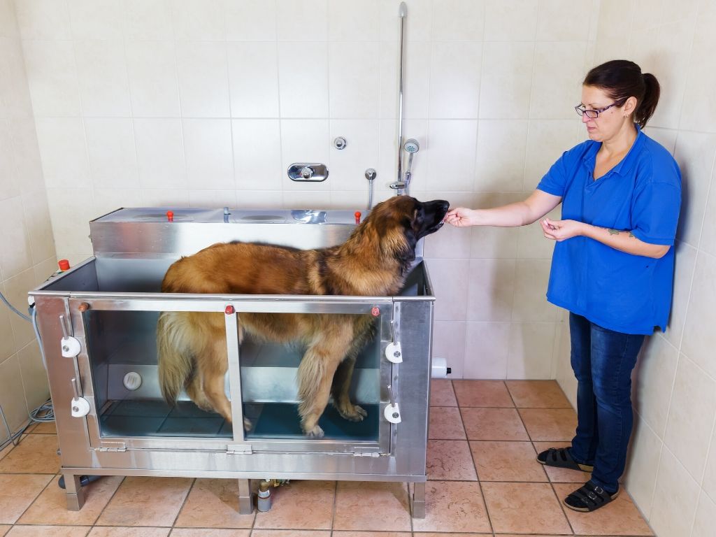 Canine Hydro Treadmill