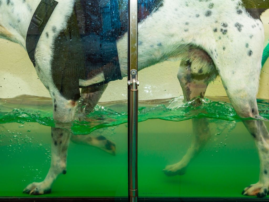 Canine Underwater Treadmill