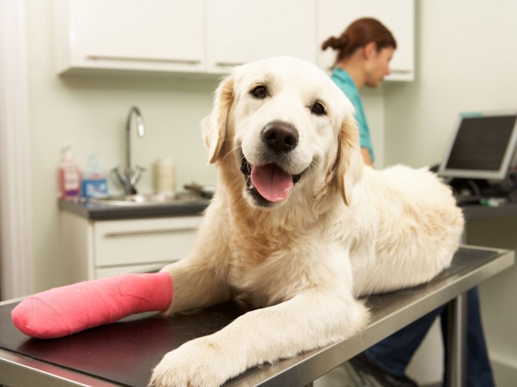 Golden Retriever With Broken Leg