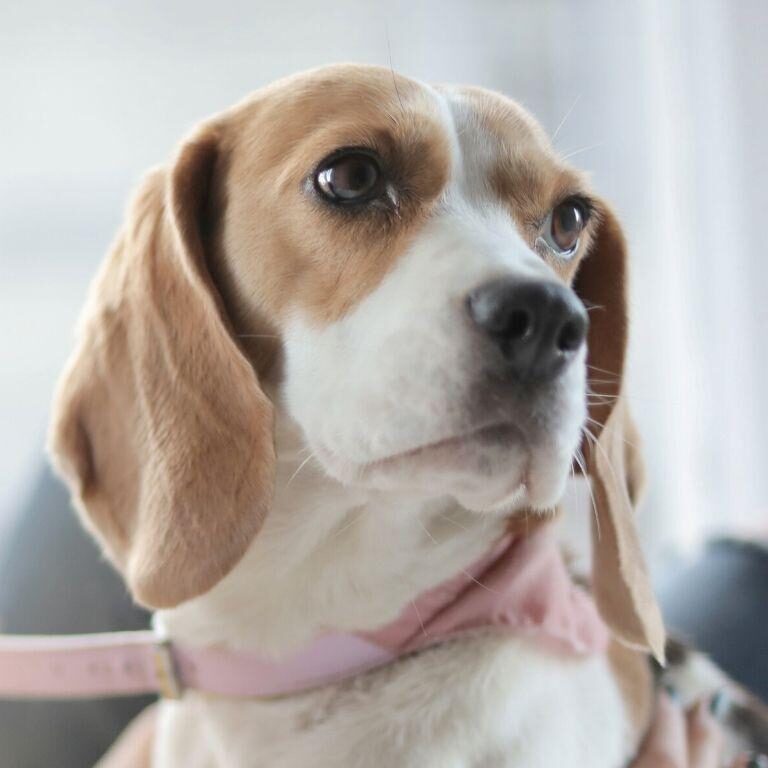 Beagle 0953606